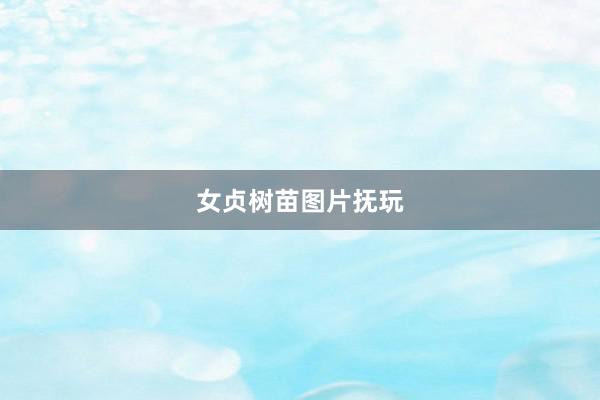 女贞树苗图片抚玩